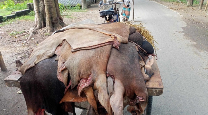 পাওনা সাড়ে ৩ কোটি টাকা, বিপাকে সৈয়দপুরের চামড়া ব্যবসায়ীরা 